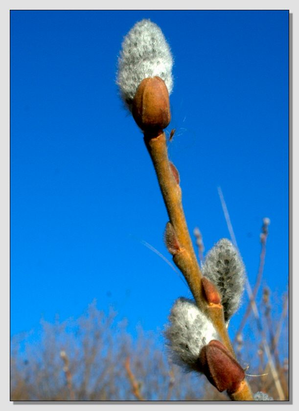 Segni di primavera